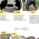 펫홀릭더라이프 이미지