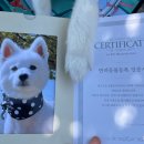 (주)와이펫 네이버블로그