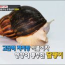 백제달팽이