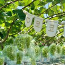 코코농원 이미지