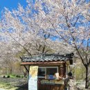 표충로 | 밀양 가볼만한곳 표충사 | 벚꽃 소원등 계곡 봄 감성 가득한 하루
