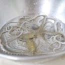 무안낙지 이미지