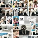 휴 애견미용 이미지