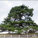 익산신작리곰솔 - 1317 | 익산신작리곰솔
