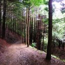 상관 공기마을 편백숲 이미지