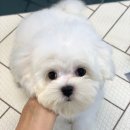 희망 애견 미용실 이미지