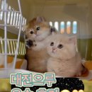광산구-045 | 광주 고양이 분양:) 크림먼치킨, 골드먼치킨 대전분양운송후기 영상💕💕