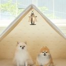 코코애견 이미지