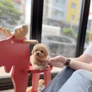 마이퍼피 경남거제점 | 경남강아지분양 분양시 주의할점 (Feat.거제 통영 마산 진주 김해 부산 강아지분양)