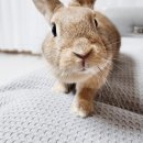 두티동물병원 | 대구 두티동물병원 토끼 중성화수술 후기(비용, 입원 정보 등)