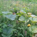 자연재배 단맷돌호박(약호박) 판매 이미지