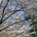 (주)아이스캡 | 2026년 여의도벚꽃축제 주차 벚꽃 여의도공원 위치 개화 여의도 윤중로 방문꿀팁|여의도데이트