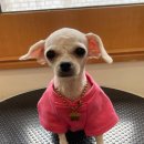 서른살나의펫2 이미지