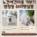 쉬리펫살롱 이미지