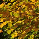 계수나무토끼한마리 이미지