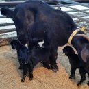 다산흑염소농장 이미지