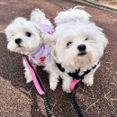 털로덮인친구들 애견유치원&애견호텔 수원시청역점 이미지