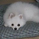 봄봄동물병원 이미지