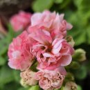 러블리몽 이미지