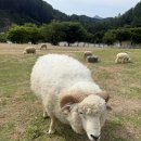 OK마트(구. 한솔) | 홍천 자쿠지 숙소 반스힐리조트 조식주는 펜션 바베큐 가능