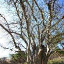 구름이 쉬는 나무 이미지