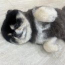 양코치 애견카페 이미지