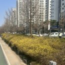 6865 | 서대문왁싱 - 더미뷰티 팔왁싱 후기