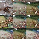 산골농장 이미지