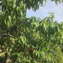 신선3호 이미지