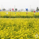 구리 유채꽃축제 2019 이미지