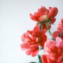 더멜로우케이크