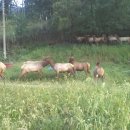 사슴자연방목장 이미지