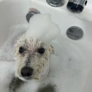 츄블리 펫 살롱 이미지