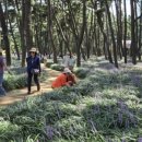 브라운핸즈 이미지