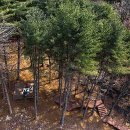 잣나무숲 이미지