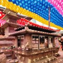 개화 | 봉은사 홍매화 오늘도 예쁜 실시간 개화 후기