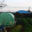 김영농장 이미지