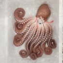 포항 문어 숙회 택배 주문, 냉동 보관 후 슬라이스로 먹는 자숙 문어 맛나요.