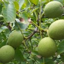 호두나무 이미지