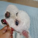 도기얌얌 | 강아지간식추천 반려견 간식맛집 도기얌얌 수제간식