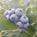 오암농장 이미지