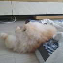 펫살롱모우 이미지