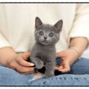 블루스퀘어A동 | 김포 러시안블루 분양 후기｜반짝이는 은빛 냥이와의 첫 만남