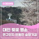 탄동천-1(유성-80) | 대전 벚꽃 명소! - 연구단지 속 산책 코스, 탄동천 숲향기길
