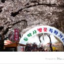 동학사 벚꽃 축제 이미지
