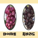 주식회사 약팜 이미지