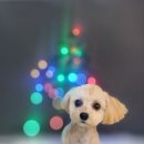 어쩔댕댕 이미지