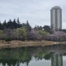 (주)신세계푸드 영랑호리조트 | 속초 벚꽃 명소 영랑호 다녀온 후기 ( 개화 시기 / 축제 / 주차팁 /자전거대여)