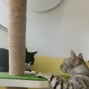 장화신은 고양이호텔&미용실 이미지