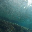 (주)더조인 | 보홀패키지여행 나팔링 조인투어 비용 후기